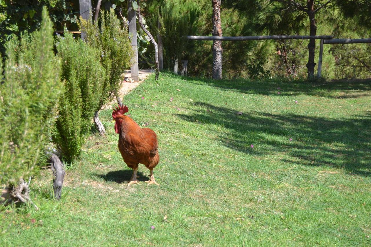 Casa De Campo Vale Do Asno アルチュラ エクステリア 写真